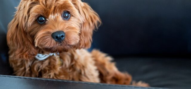 Is A Cavapoo A Good House Dog