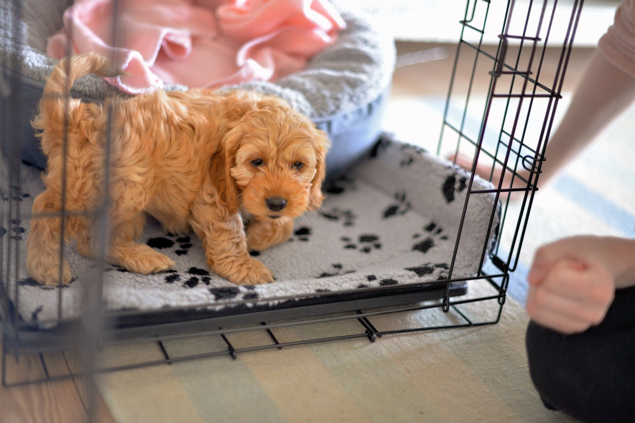 Tips To Settle Your Cavapoo Puppy on Their First Night Home | Perfect ...