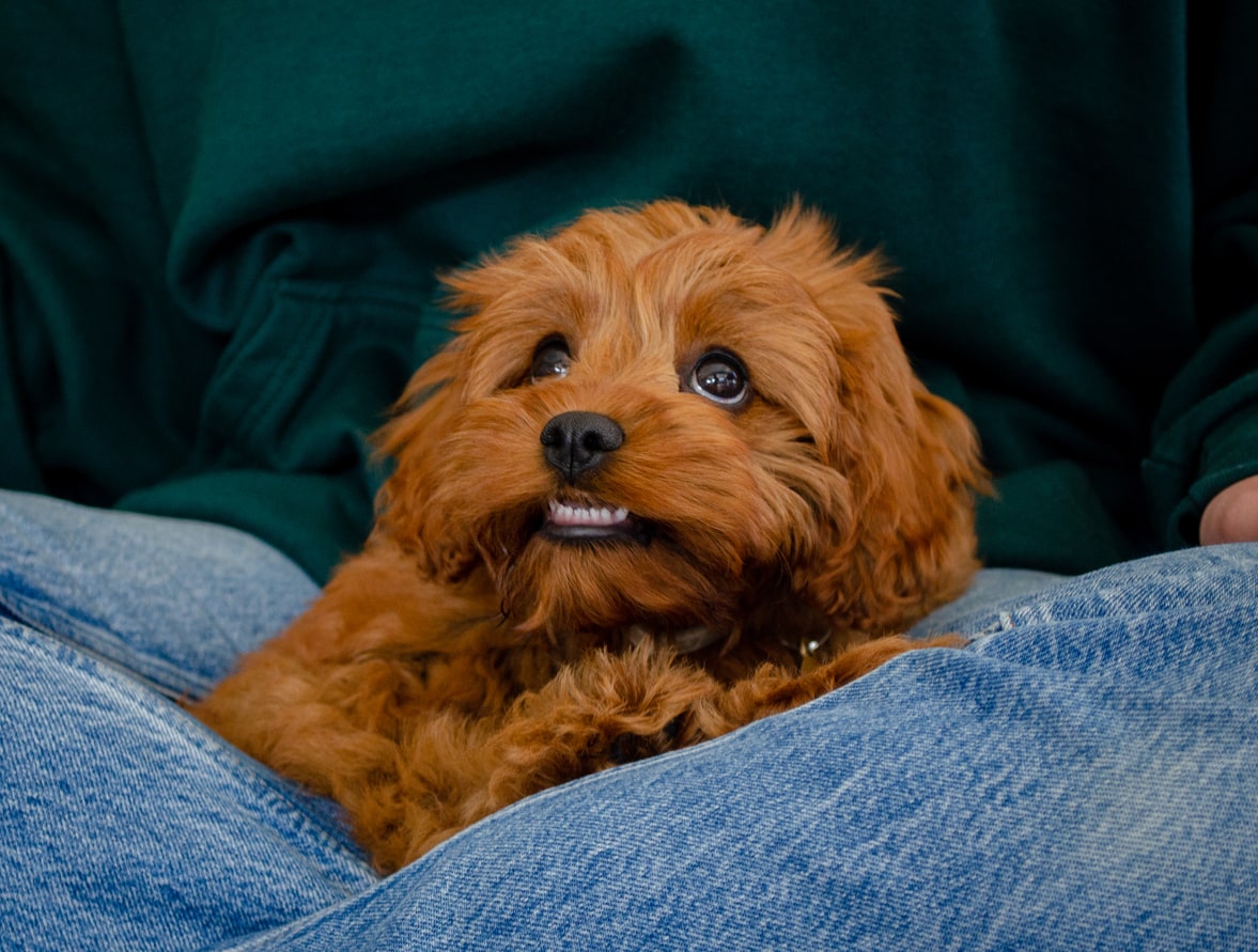 cute cavapoo puppy in owners lap