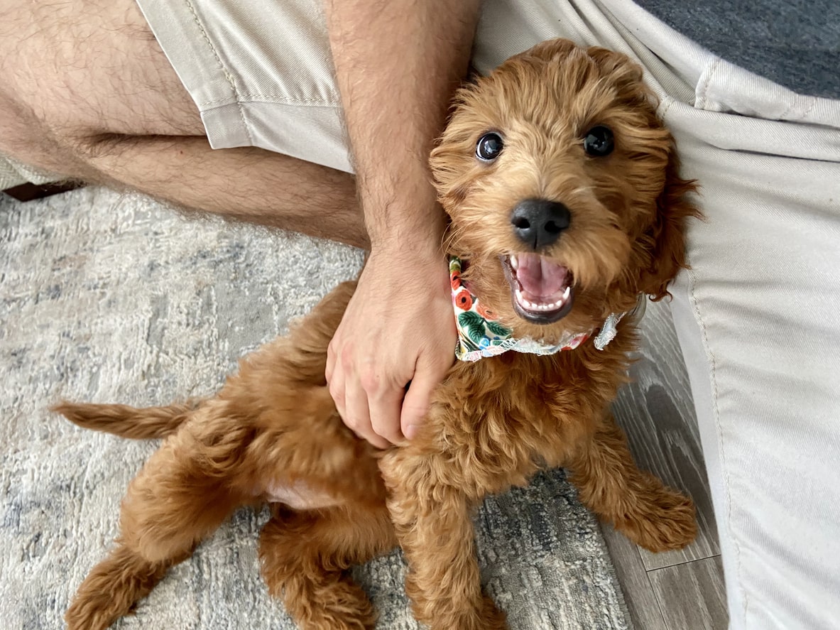 playful cavapoo puppy