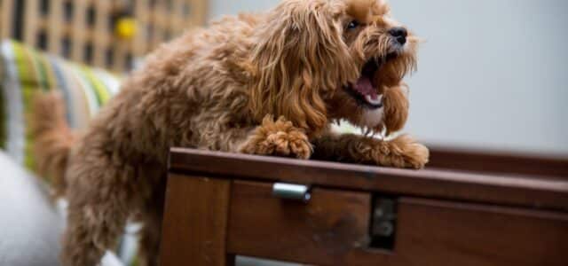 How To Manage Cavapoo Barking in Busy Households