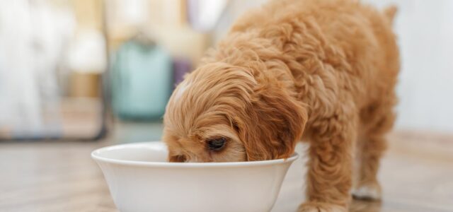 The Best Diet For Maintaining Cavapoo Energy Levels