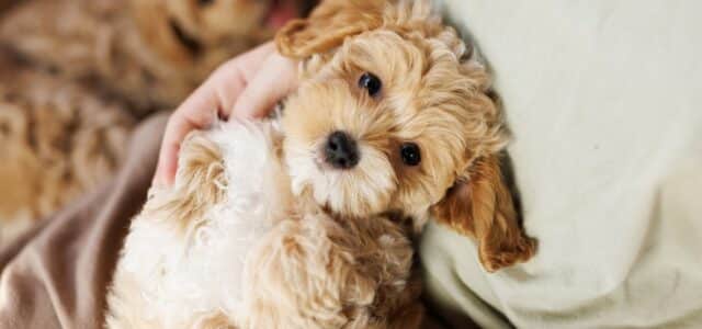 What Are The Key Developmental Stages of Cavapoo Puppies