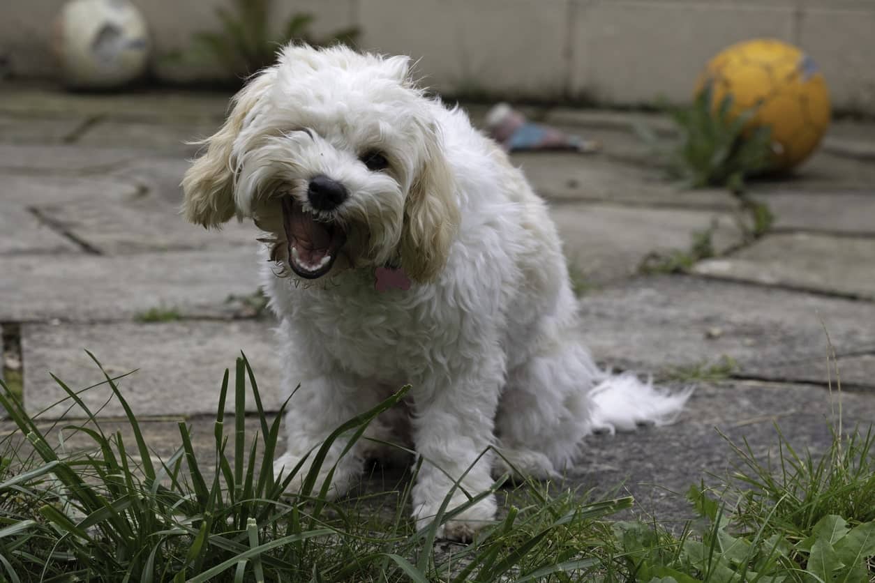cavapoo dog getting outdoor enrichment