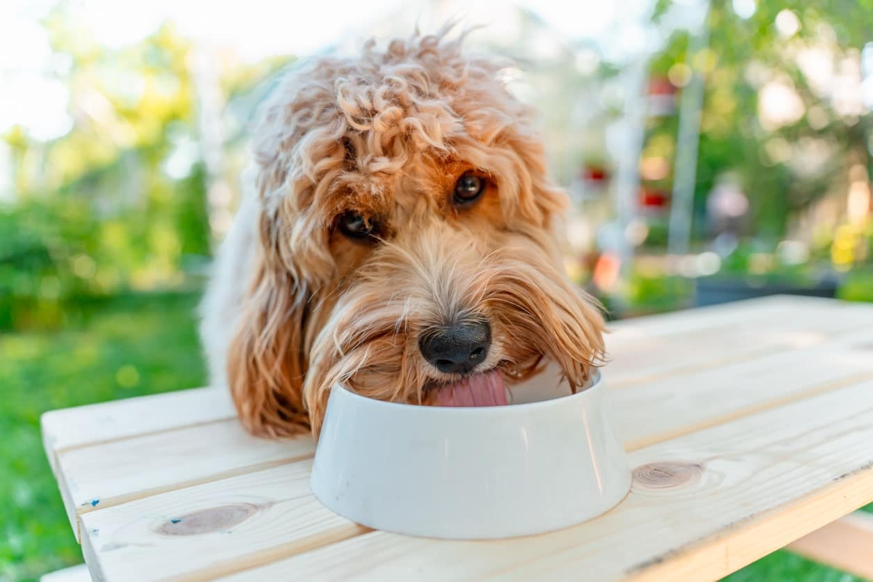 cavapoo eating from bowl outdoors