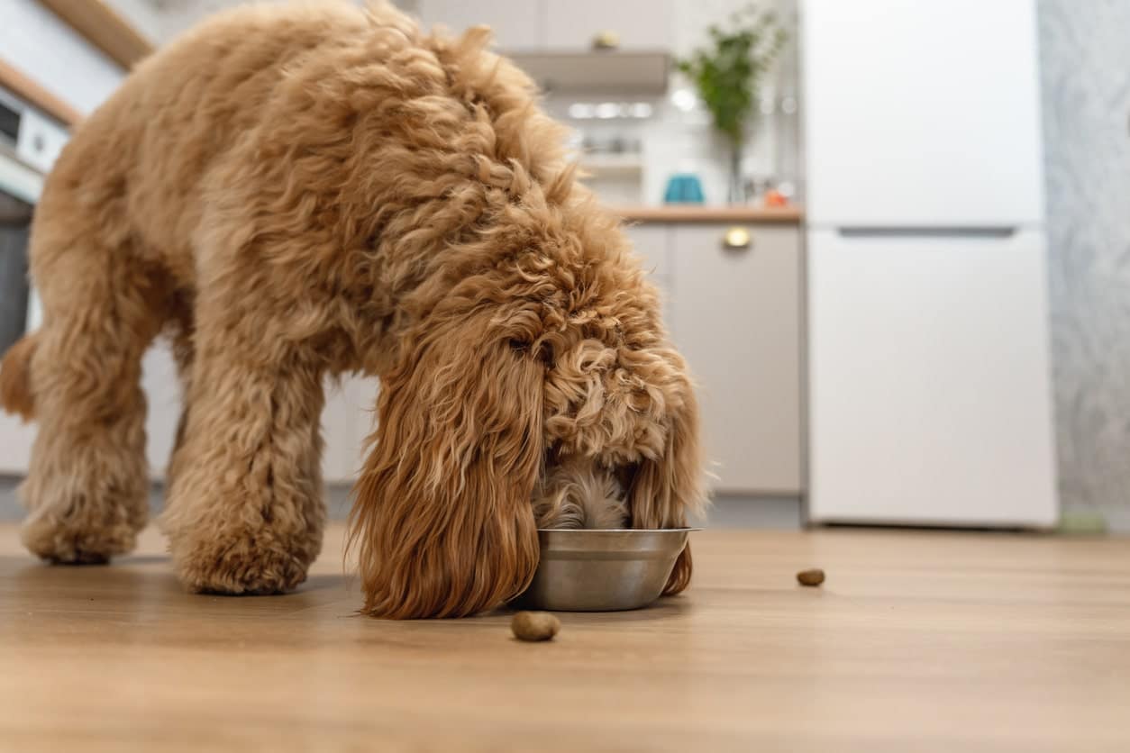 grown cavapoo eating in kitchen