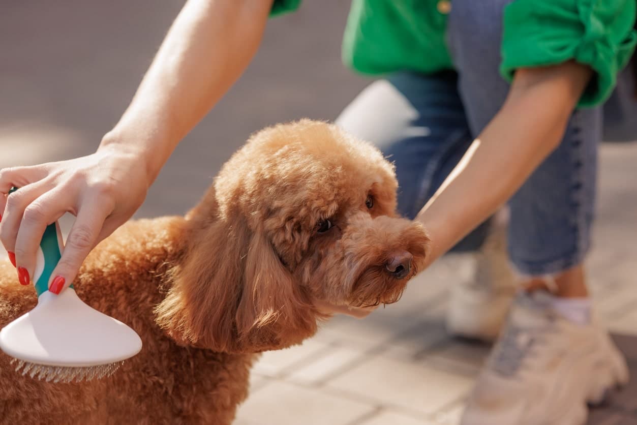 maltipoo dog being brushed at home