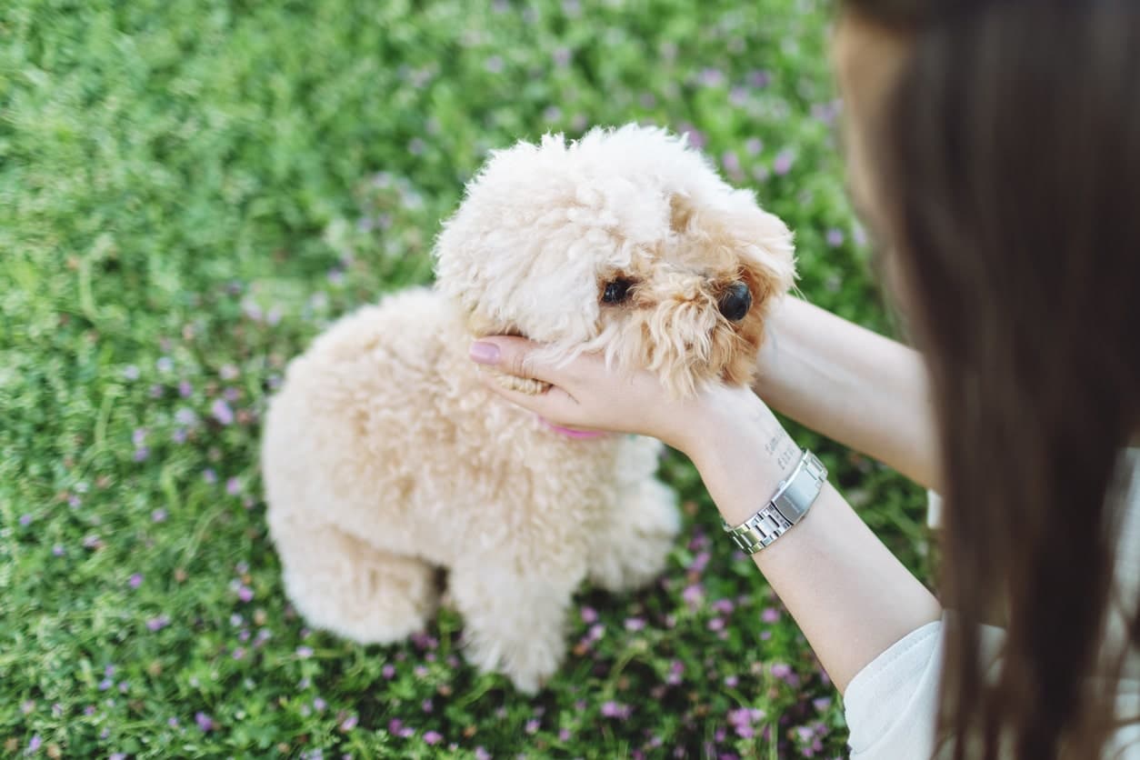maltipoo in park with young owner