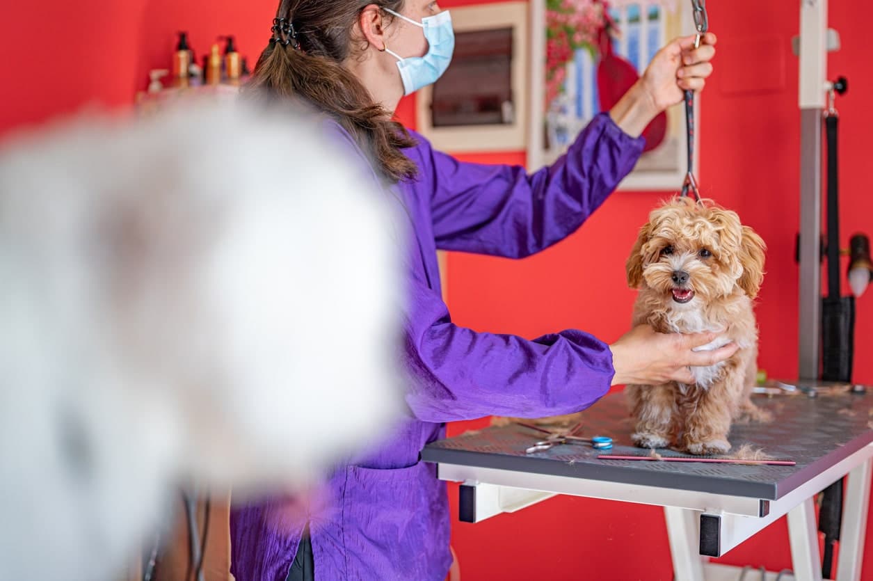 maltipoo puppy at groomers
