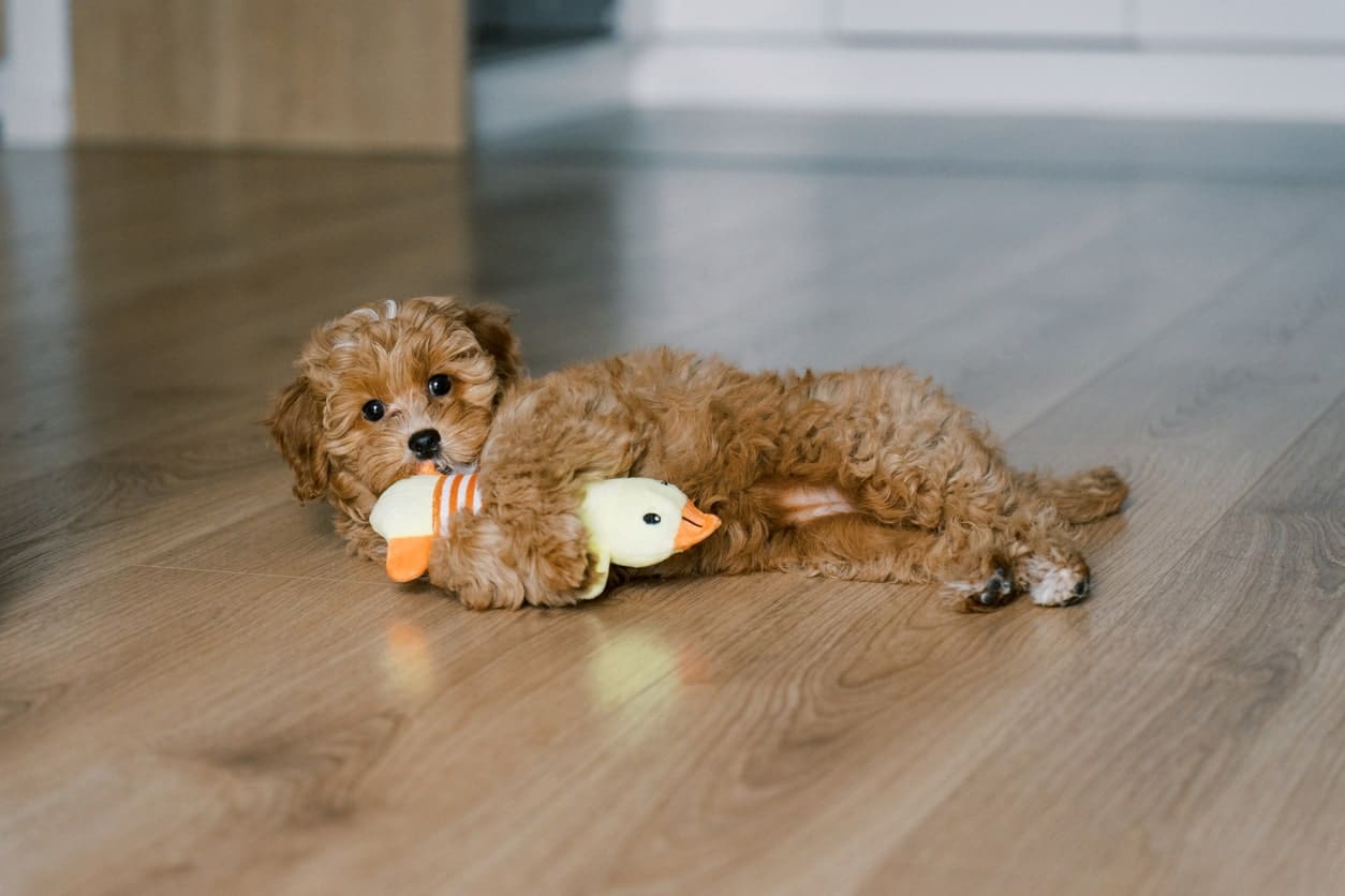 maltipoo puppy playing with duck toy