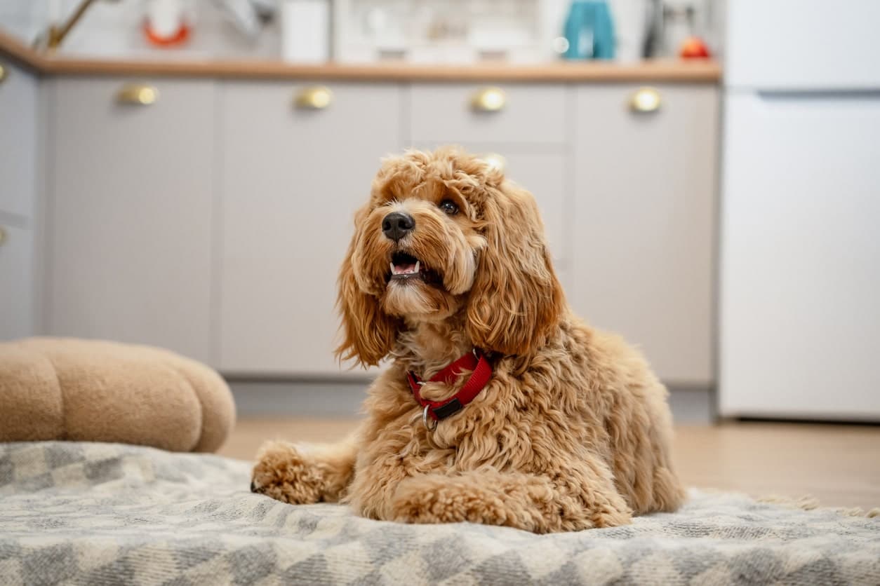 relaxed cavapoo in home