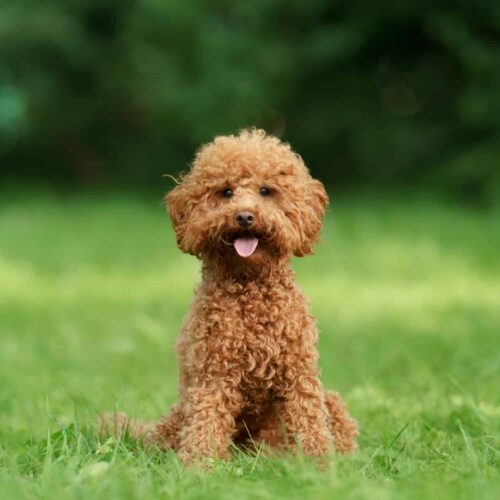 maltipoo-breeders-uk maltipoo breeders uk