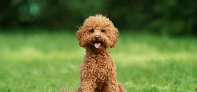 maltipoo breeders uk