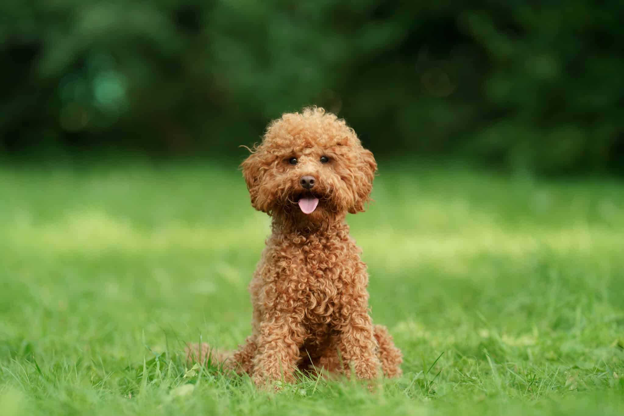 maltipoo-breeders-uk maltipoo breeders uk