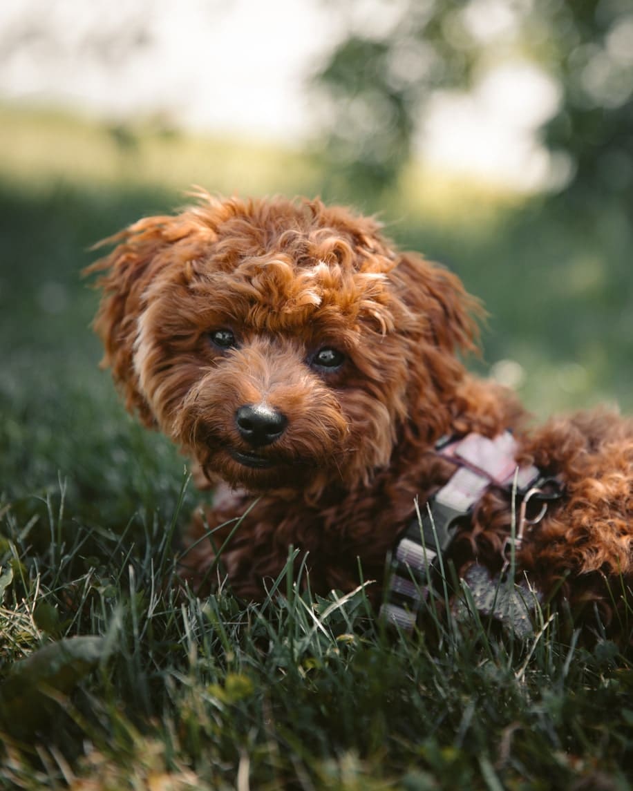 maltipoo-dog-breeders maltipoo dog breeders