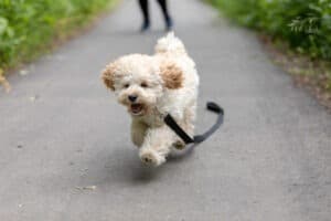 maltipoo-leash-training
