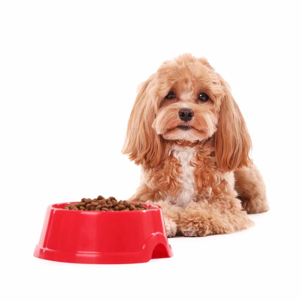 maltipoo-puppies-for-sale maltipoo puppies for sale
