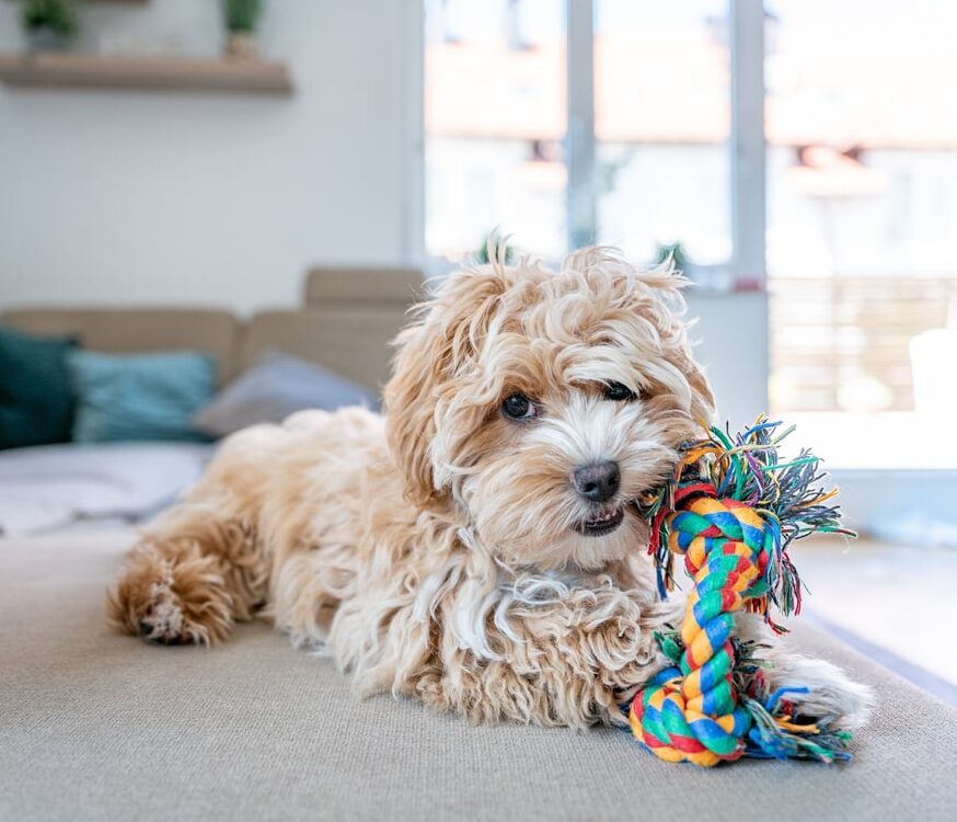 maltipoo puppy positive reinforcement