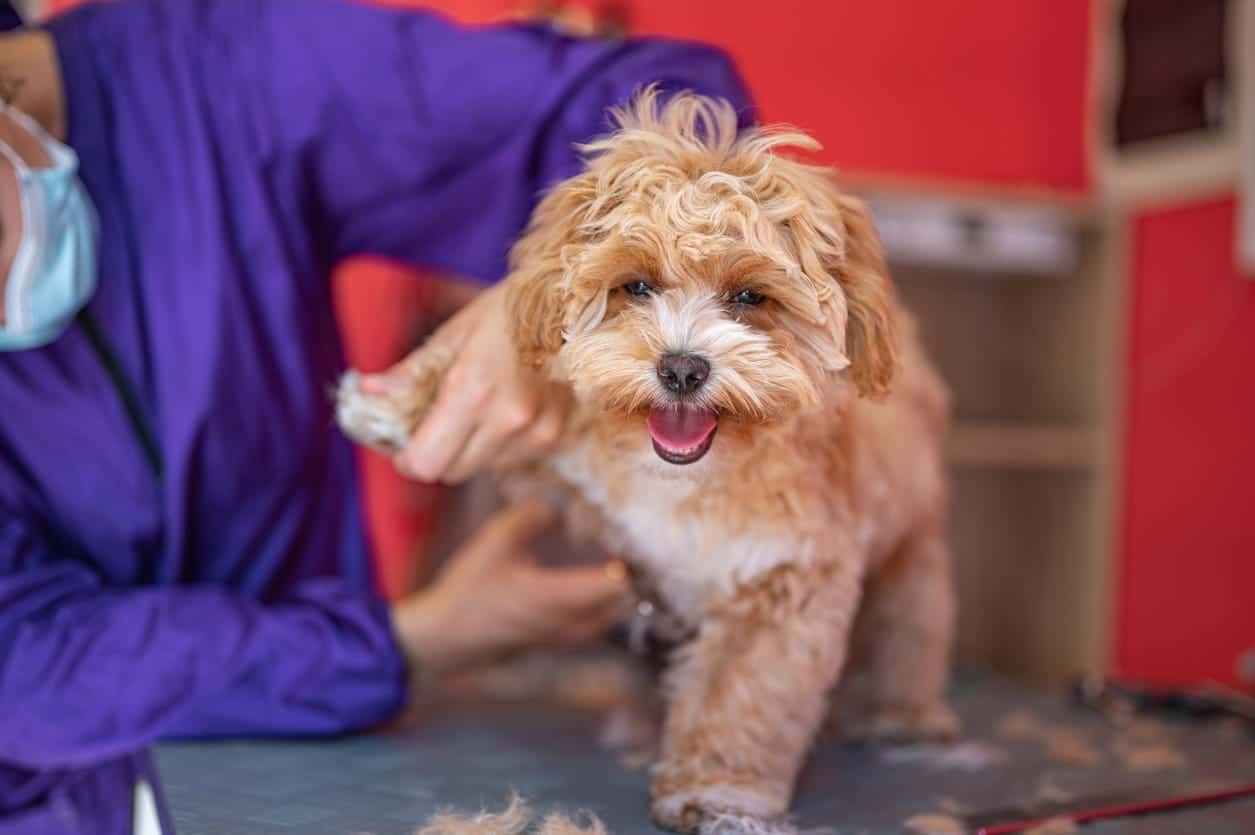 maltipoo puppy at groomer