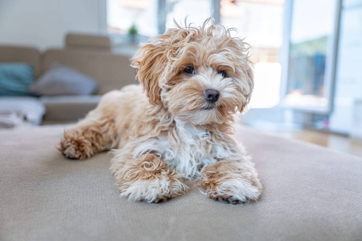 affectionate maltipoo puppy
