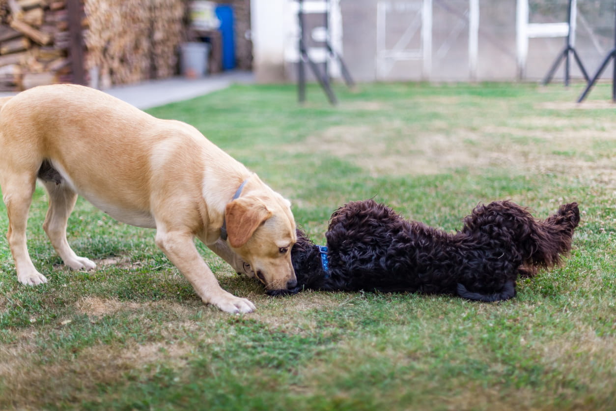 cavapoo and other pet playing