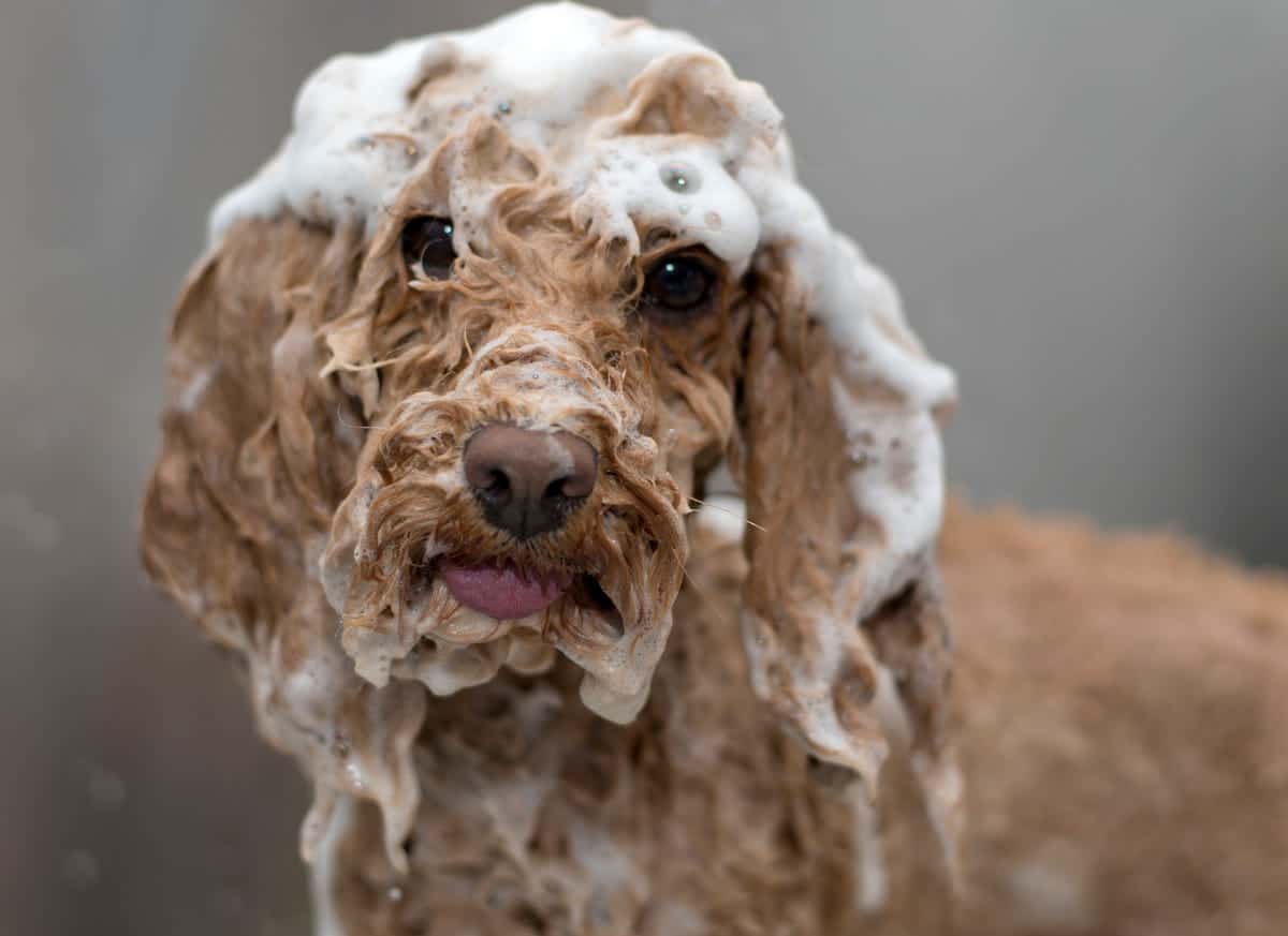 cavapoo being bathed at groomer