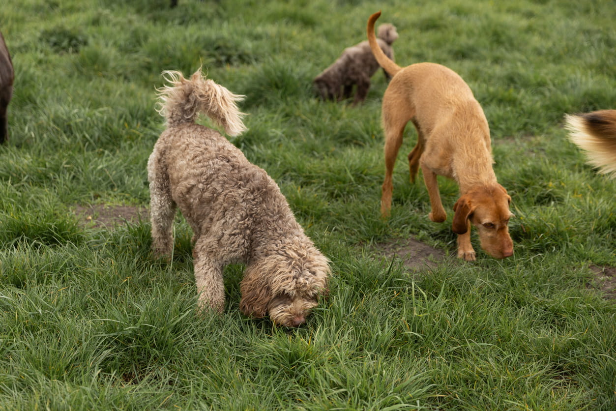 cavapoo playing with other dog outside