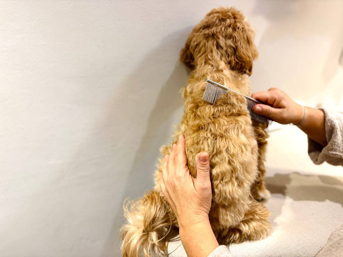 cavapoo puppy being combed
