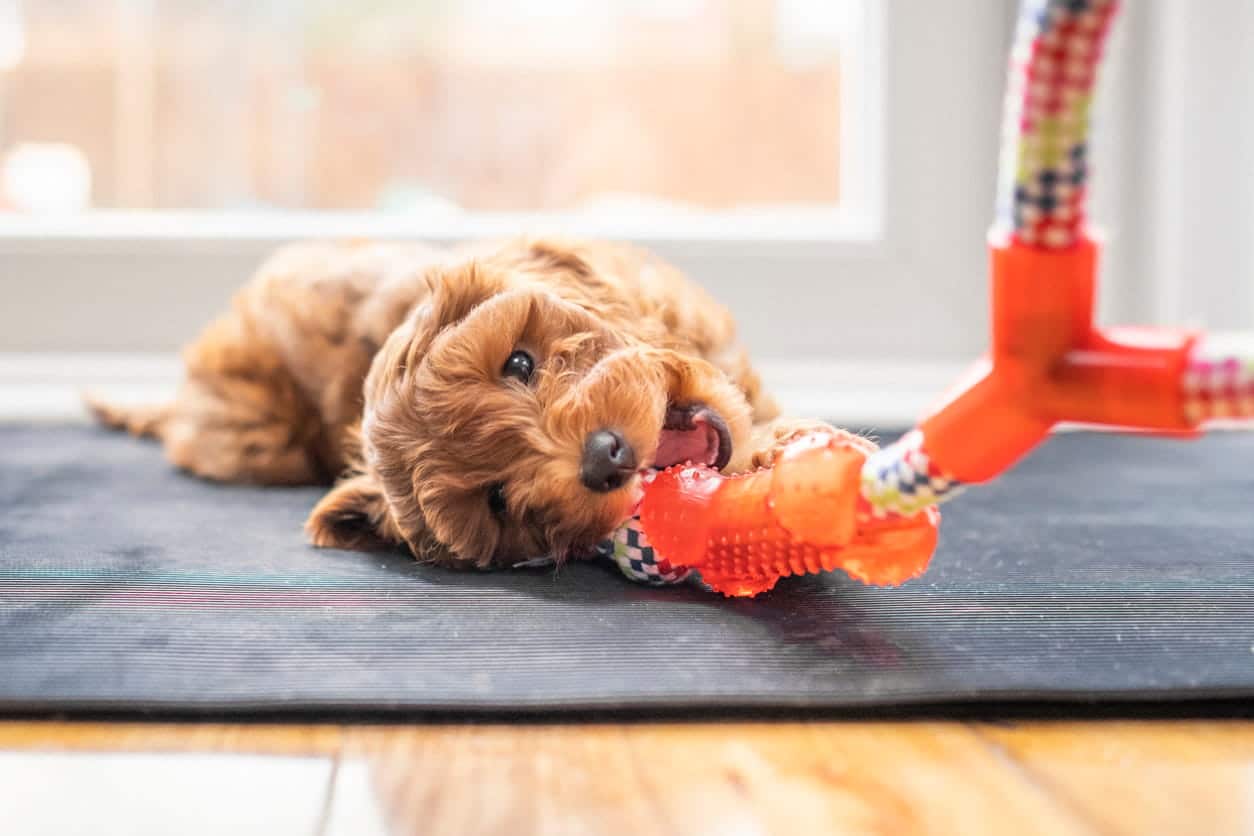 cavapoo puppy playing with toy