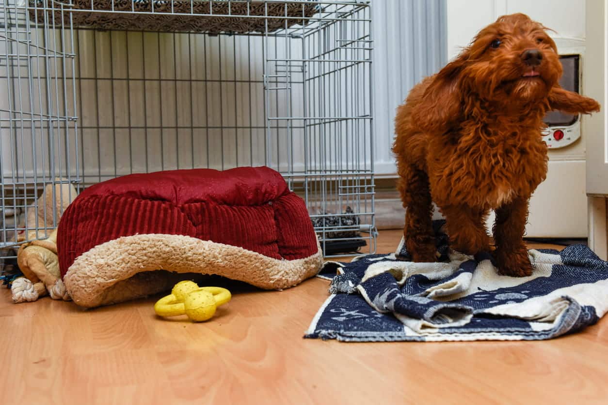 crate training maltipoo puppy