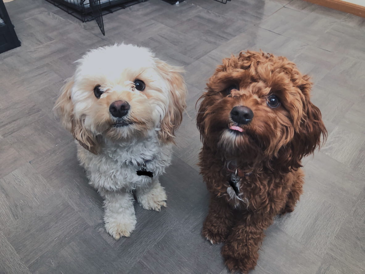 different generation cavapoos