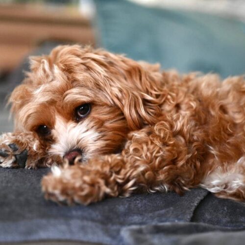 lazy maltipoo puppy lazy maltipoo puppy