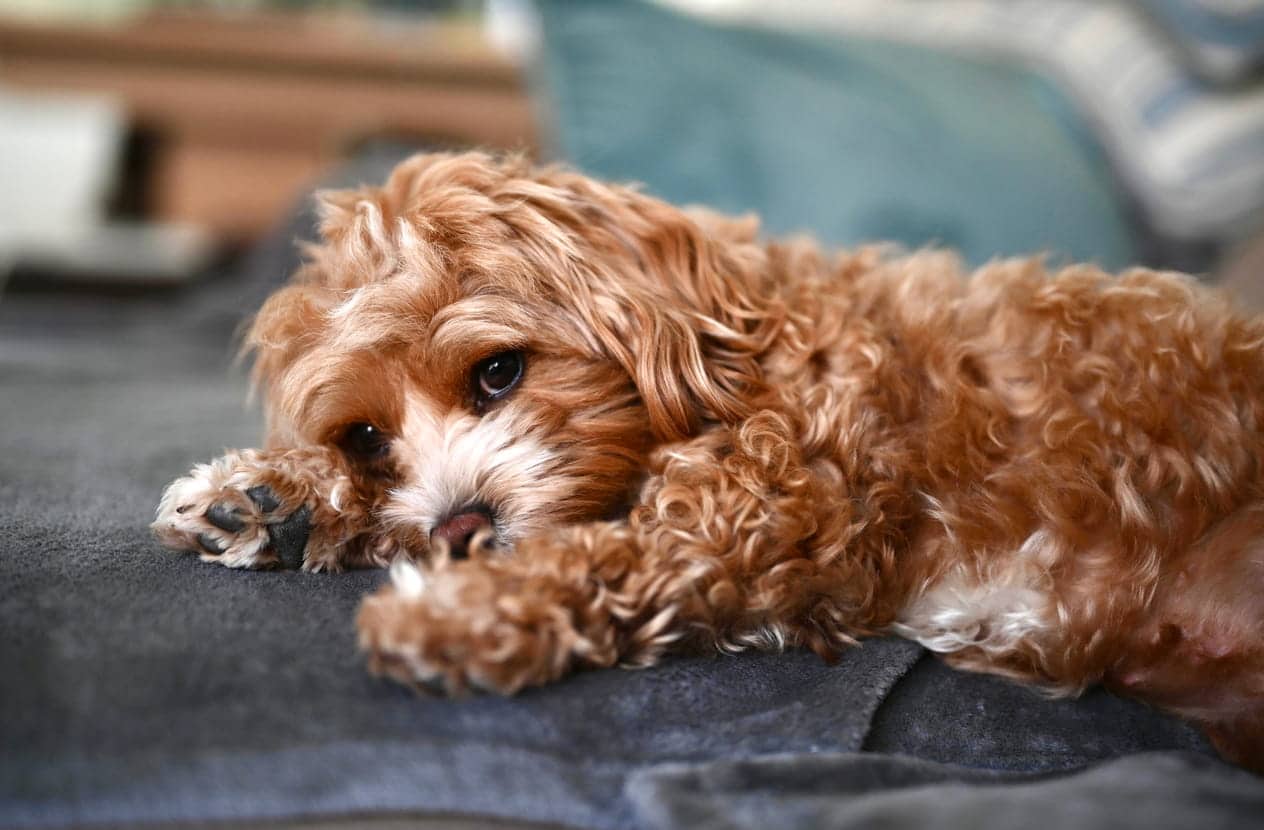 lazy maltipoo puppy