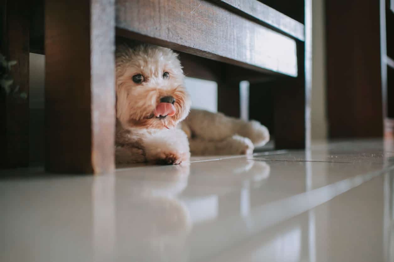 maltipoo home alone maltipoo home alone