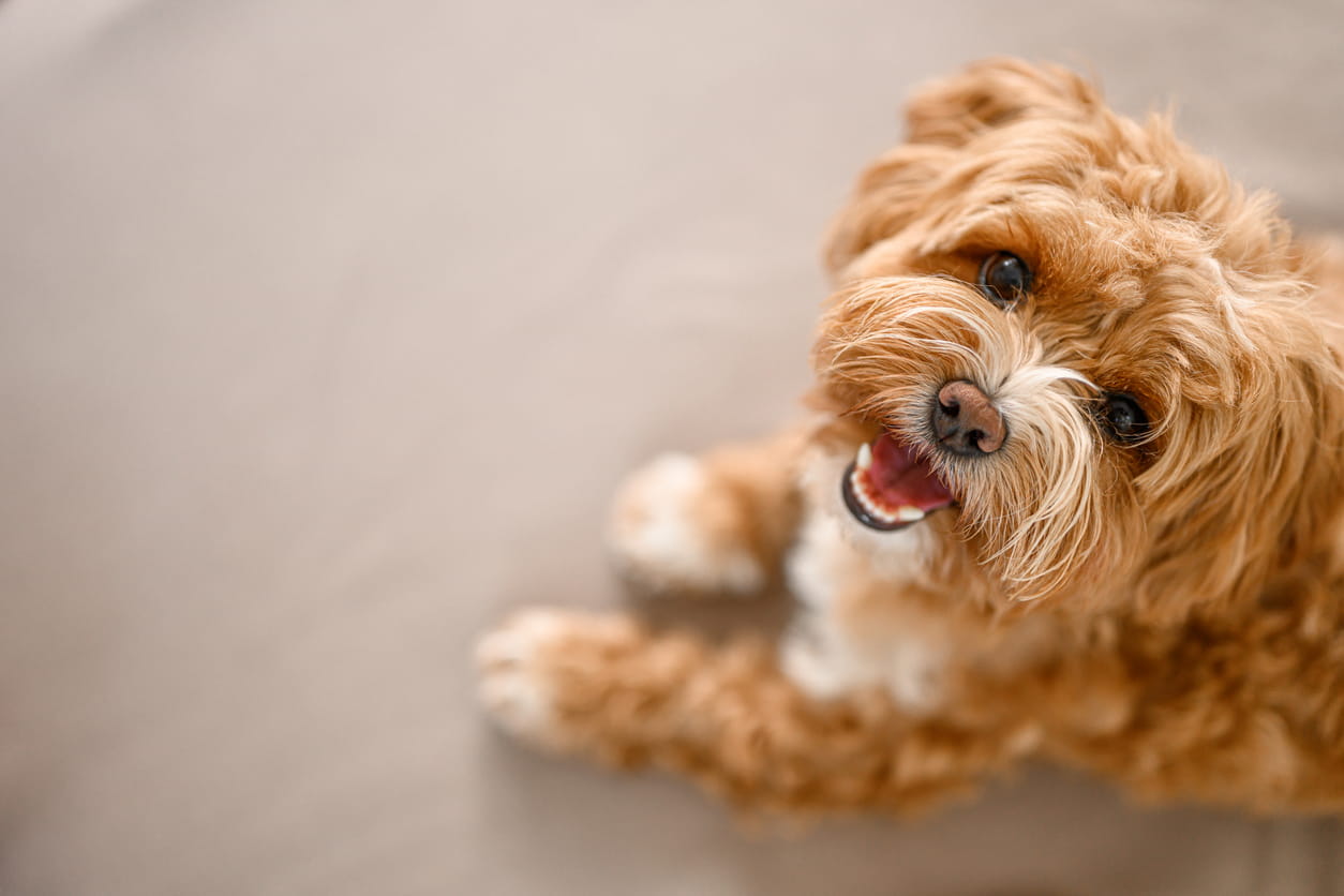 maltipoo puppy in new home