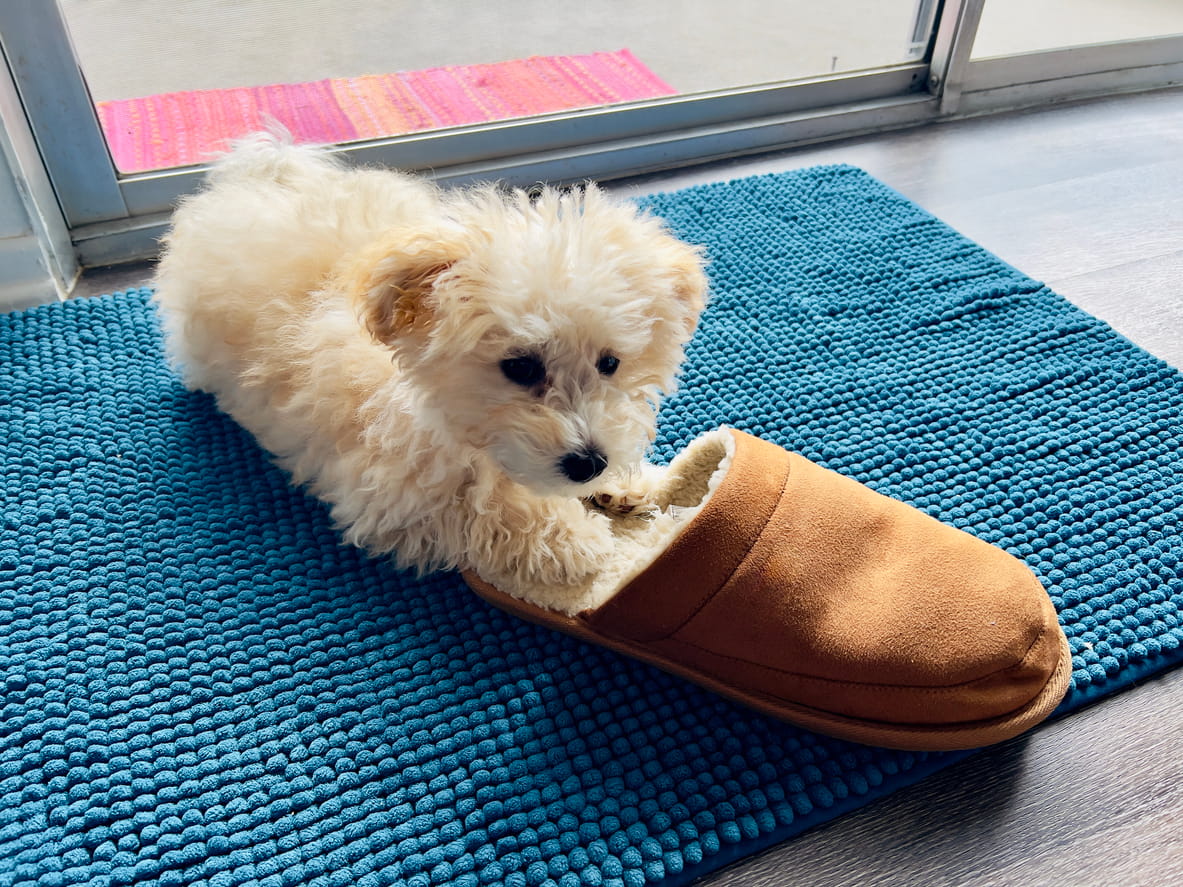 maltipoo puppy playing with slipper