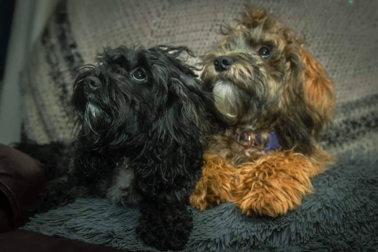 mother and baby cavapoo