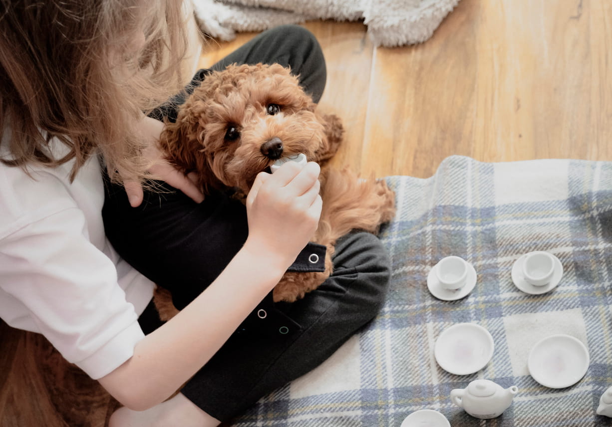 young child playing with new cavapoo
