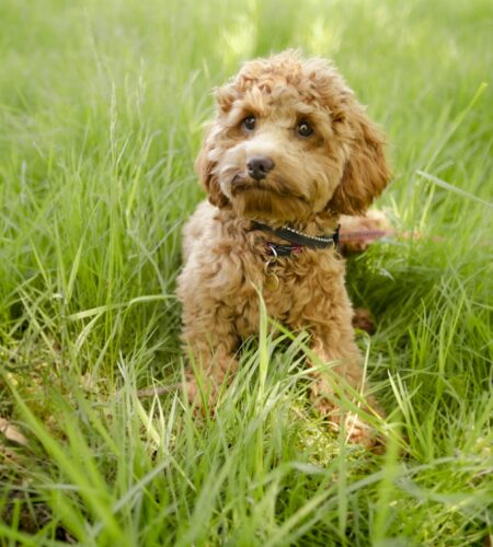 cavapoo in summer cavapoo in summer